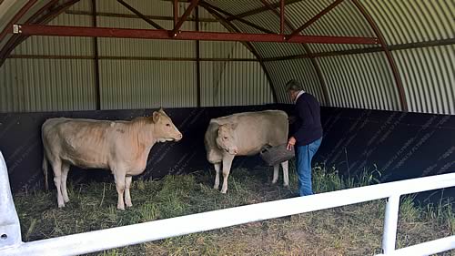 Whitebred Shorthorn Cattle in Finland