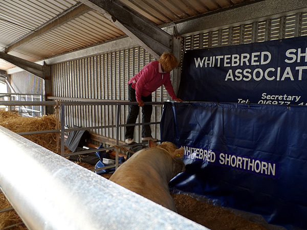 Janice had to do modifications to the stand because of the height constraints of the shed