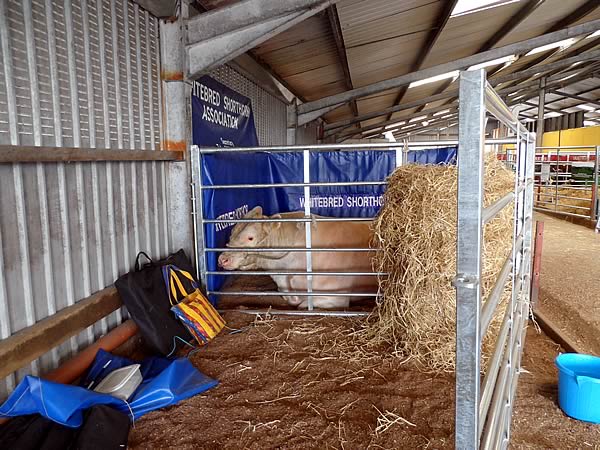 Parton Comet settled into his pen