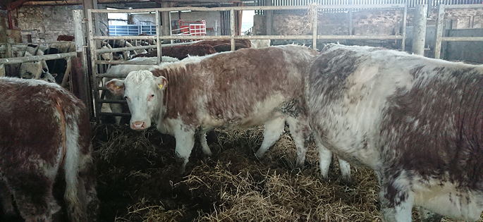 Whitebred Shorthorn Crossed with Hereford Cattle