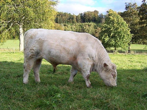 Blackburn Monty