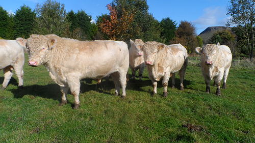 Longley Bulls