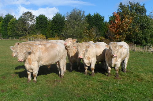 Longley Bulls