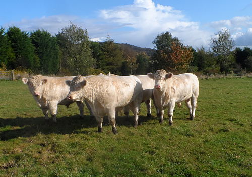 Longley Bulls