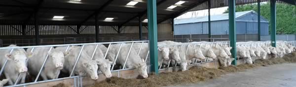 Longley Whitebred Shorthorn Herd